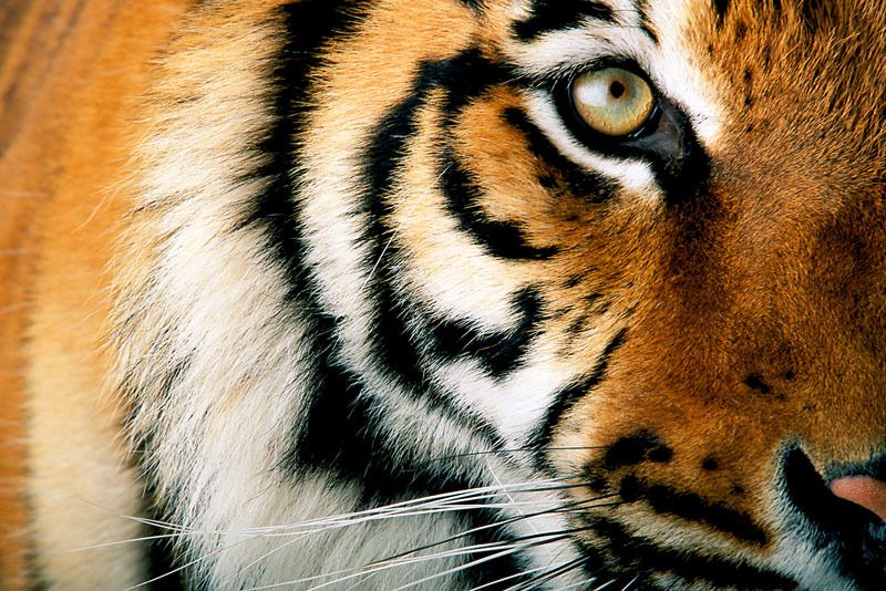 Tiger face